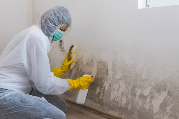 Professional Mold Inspection, Removal & Remediation in Wadesboro, NC